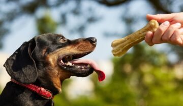 How Dog Chews Can Help Prevent Destructive Chewing Behavior